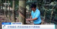 按照收购价格橡胶农每亩年收入不到1000元